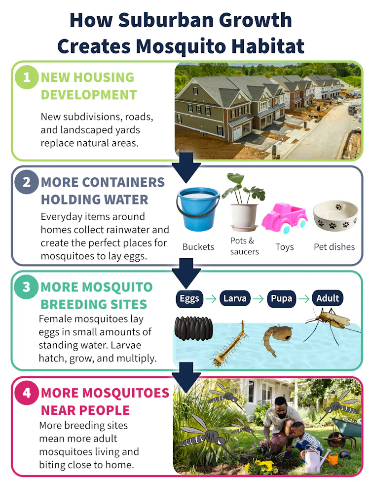 A chart show various ways humans unwittingly create mosquito habitat