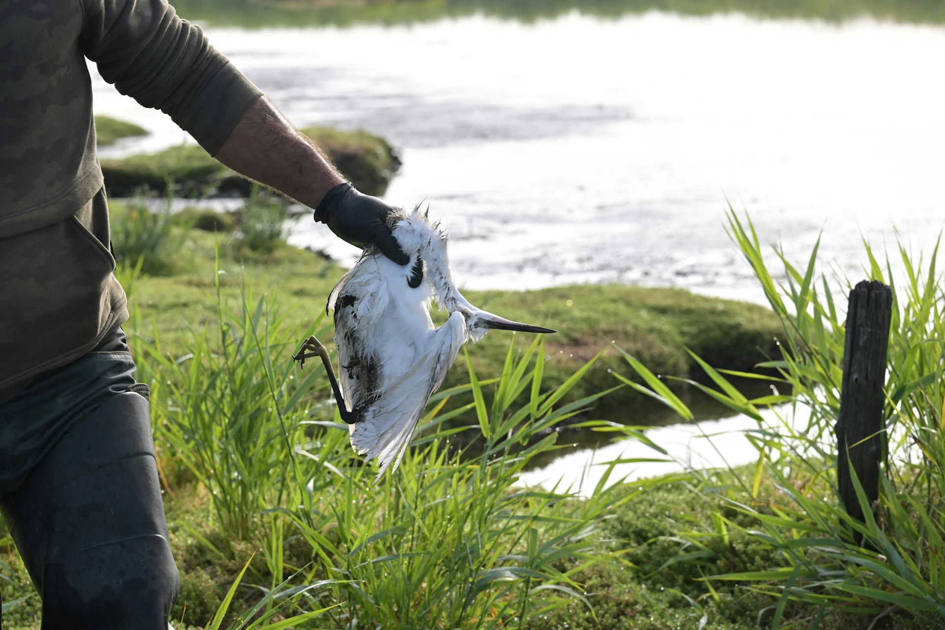 Un chasseur ramasse un oiseau mort des suites d'un botulisme aviaire dans les marais de la Brière, près de Trignac, dans l'ouest de la France, le 26 juillet 2025.