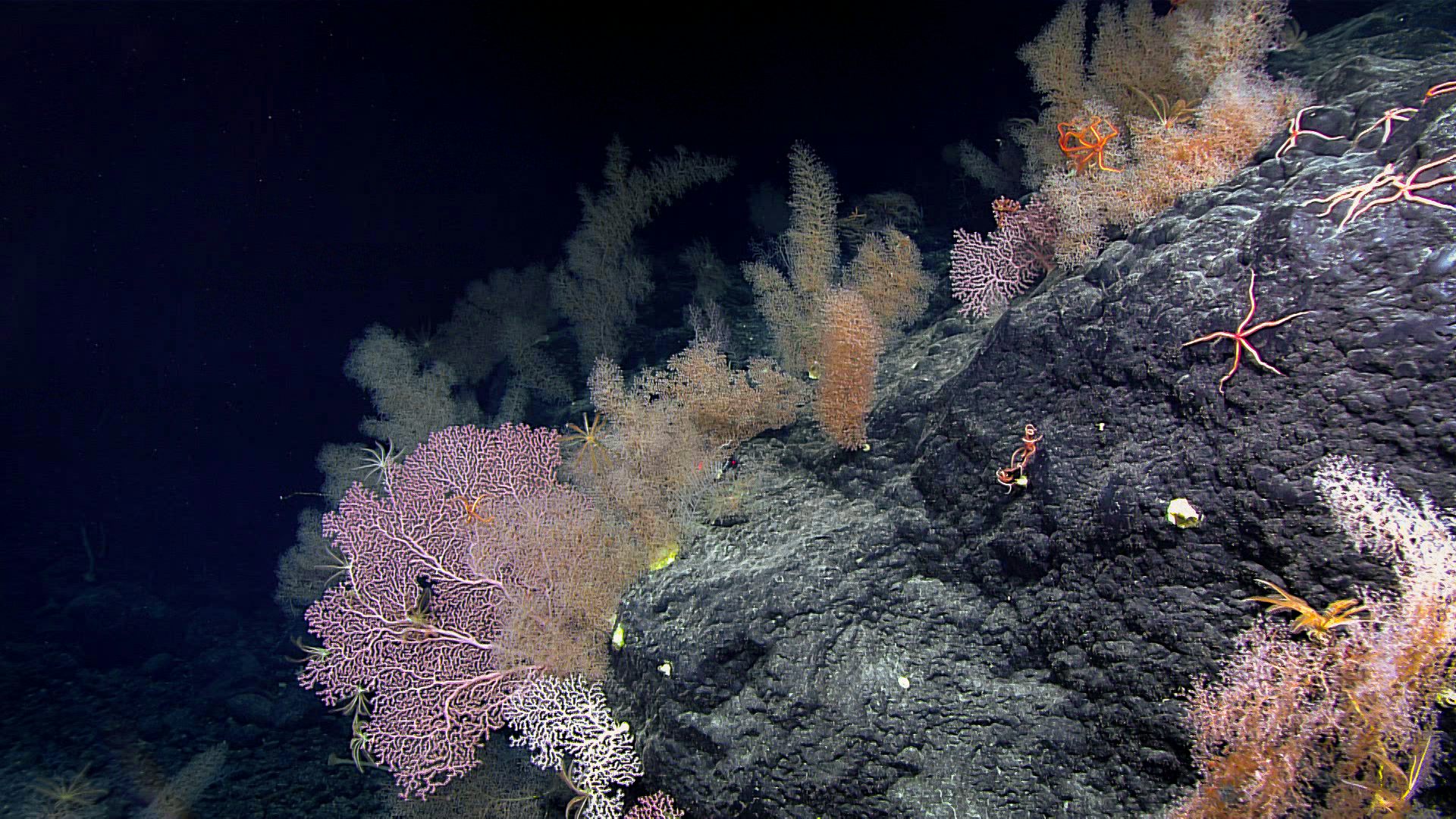 Bottom trawlers do huge damage to life on undersea mountains. Could an end finally be in sight?