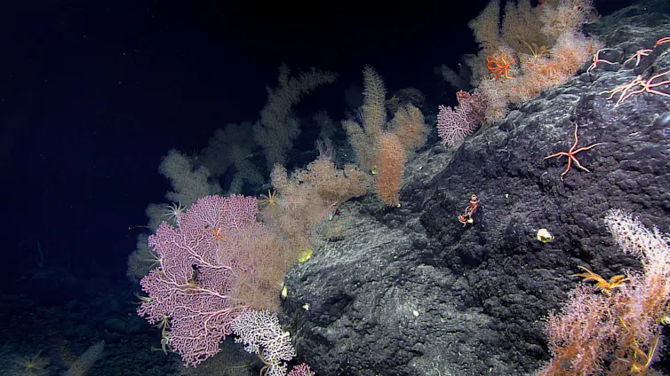 deep sea corals and sponges on seamount.