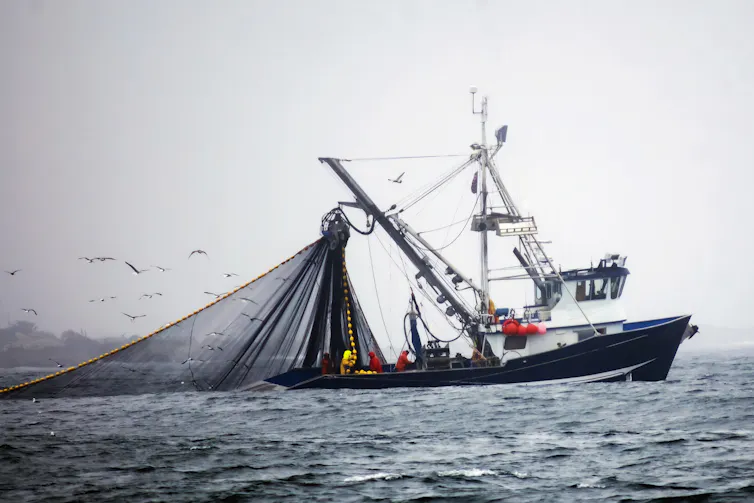 trawler with nets extended, hauling in catch.