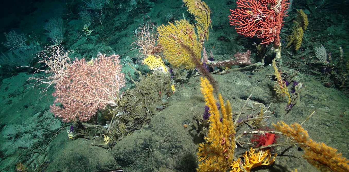 Bottom trawlers do huge damage to life on undersea mountains. Could an end finally be in sight? Bottom trawlers do huge damage to life on undersea mountains. Could an end finally be in sight?