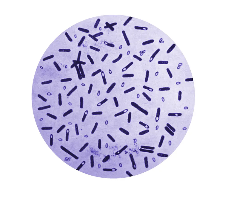 Microphotographie d'un échantillon de culture de bactéries _Clostridium botulinum_ coloré au violet de gentiane.