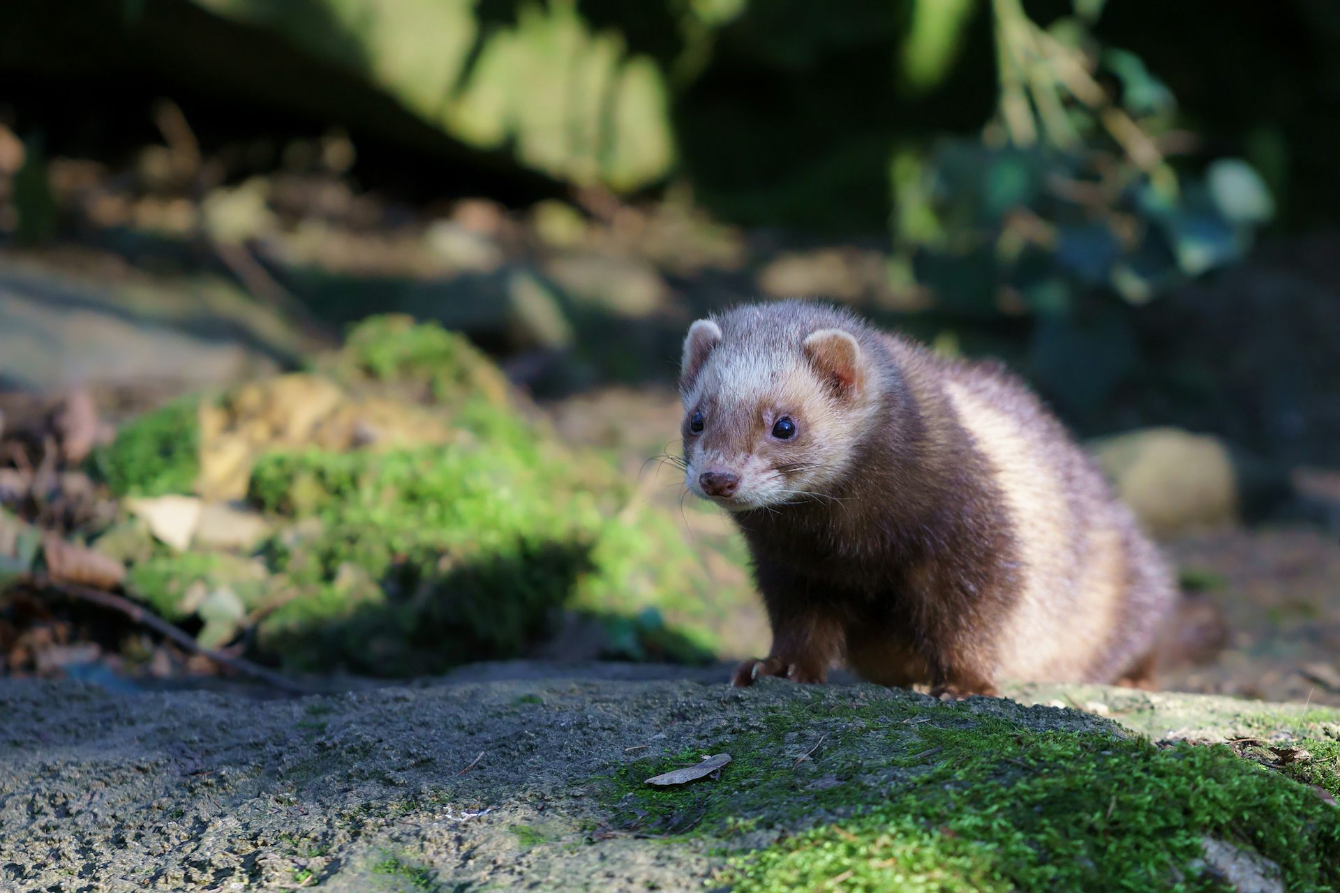 Photo d’un furet.