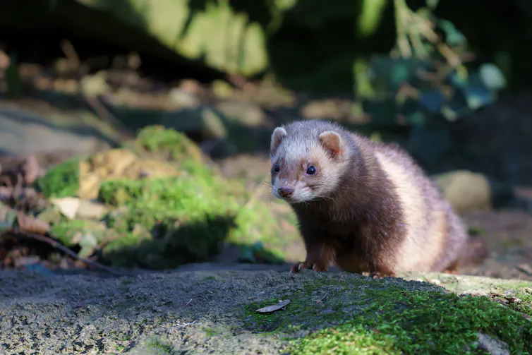 Photo d’un furet.