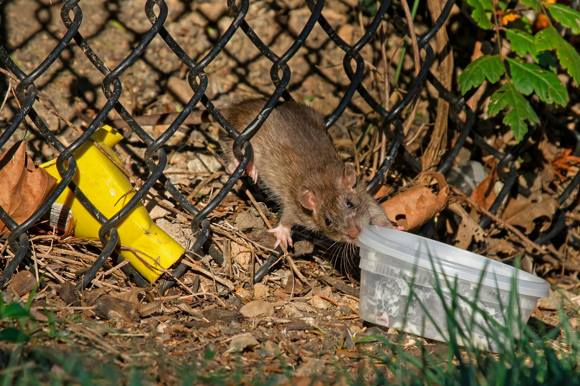 Photo d’un rat brun (_Rattus norvegicus_) qui s’empare de restes alimentaires abandonnés, dans le Mathias Baldwin Park, à Philadelphie, aux États-Unis.