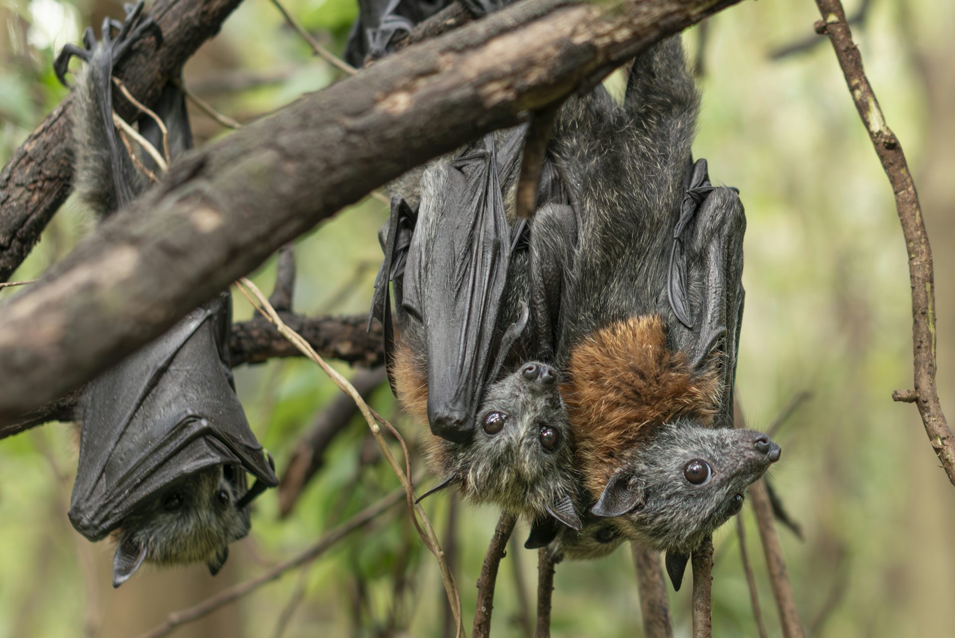 Flying-foxes are turning up starving. Why are we still responding one crisis at a time?