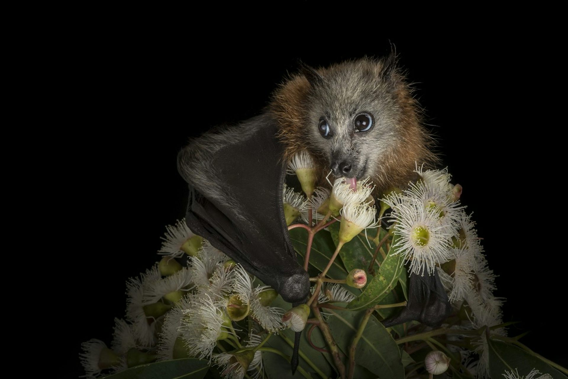 large bat perched on plant.