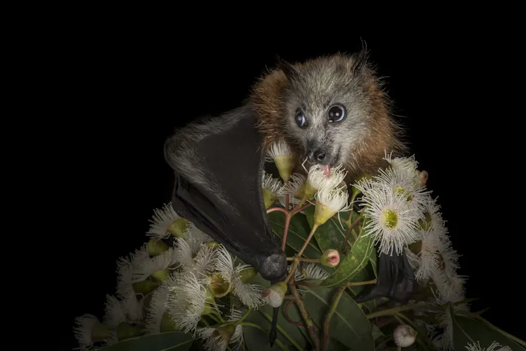 large bat perched on plant.