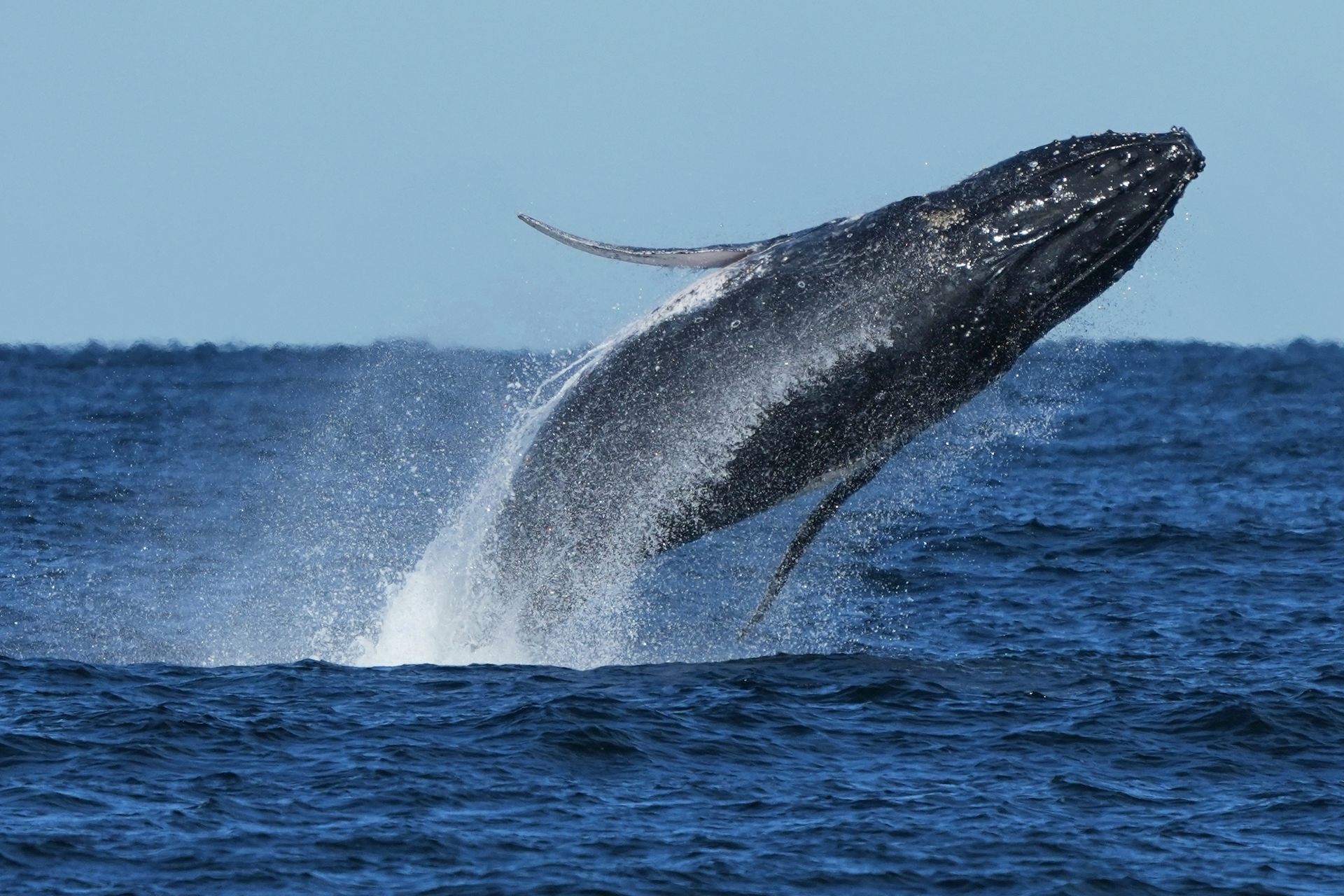 A humpback whale breaches off the coast of Sydney, Australia.