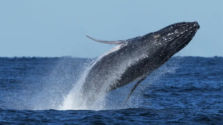 A humpback whale breaches off the coast of Sydney, Australia.