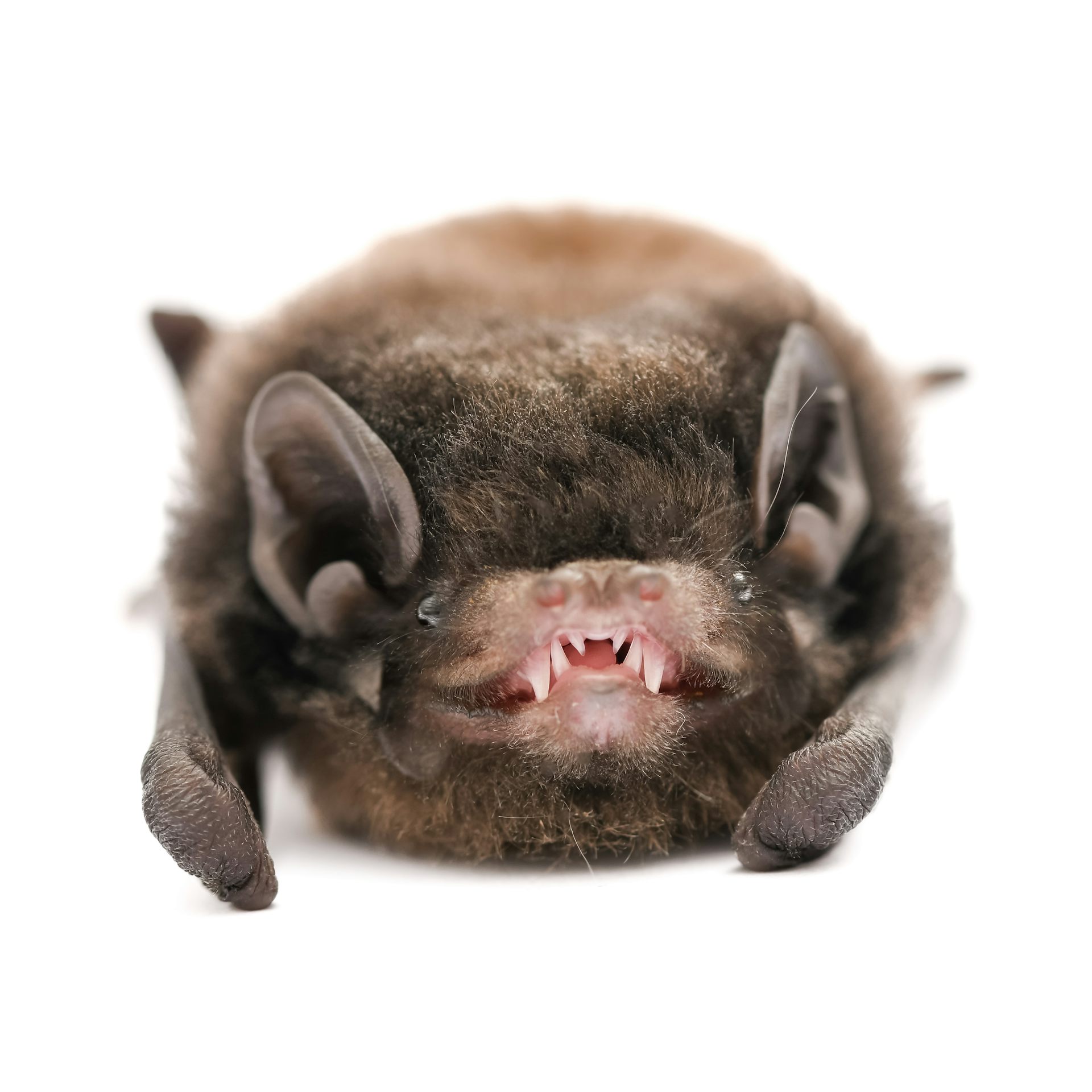 Close-up of a brown, fluffy bat in front of a white background.