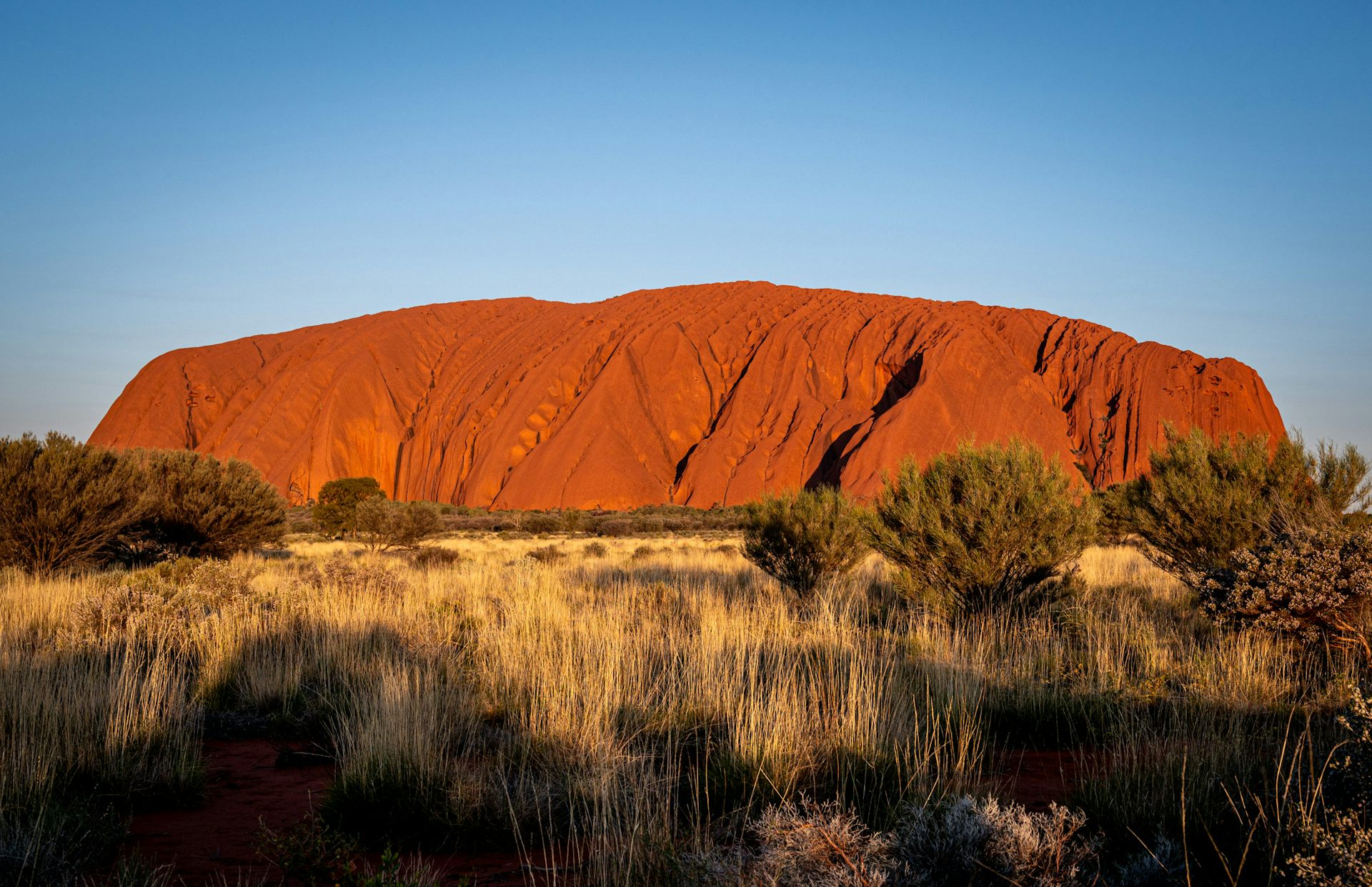 Climate change is killing the plants of Uluṟu-Kata Tjuṯa. Aṉangu traditional owners are concerned