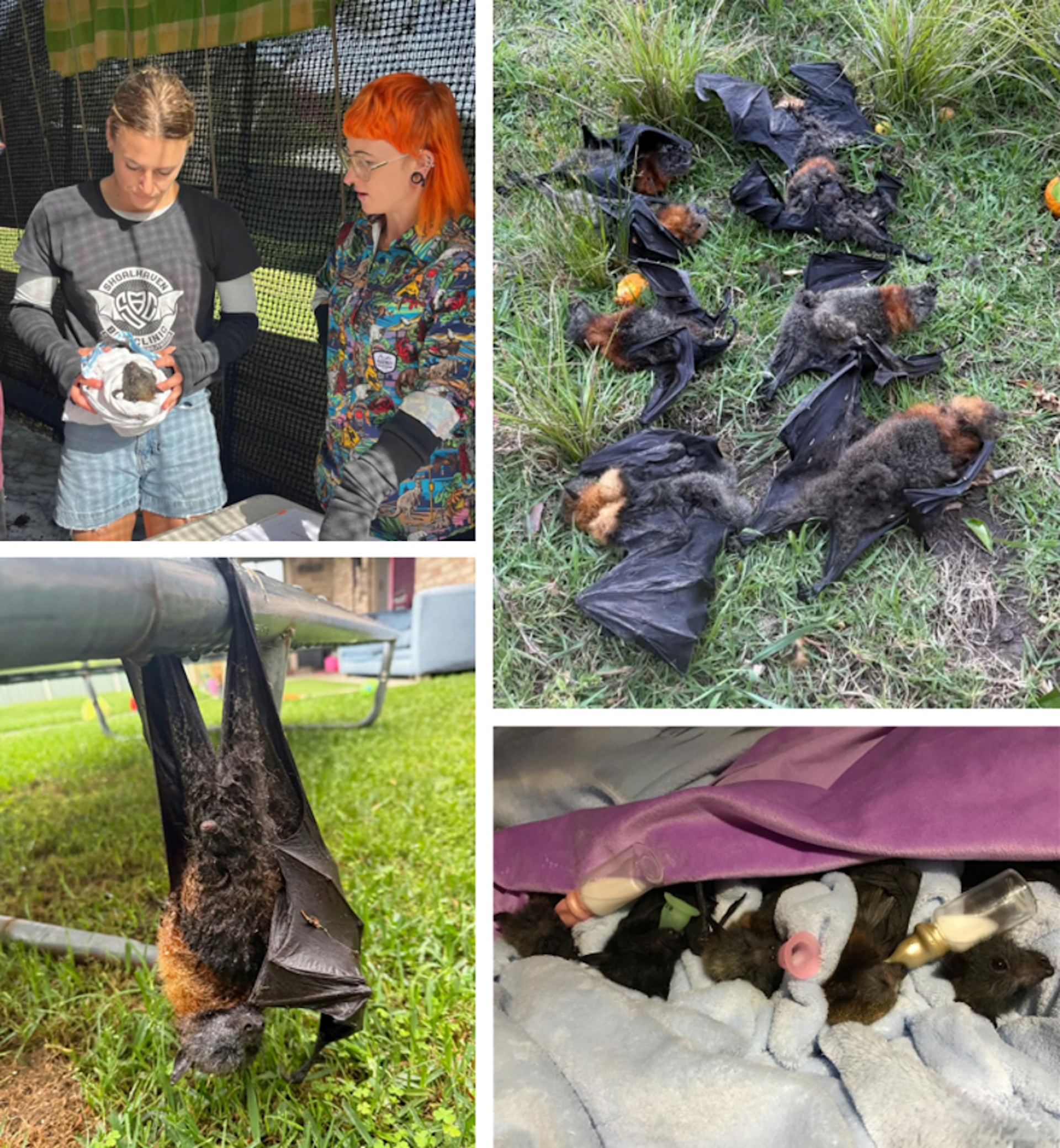 four images showing wildlife carers and sick flying-foxes, as well as orphaned pups and dead bats.