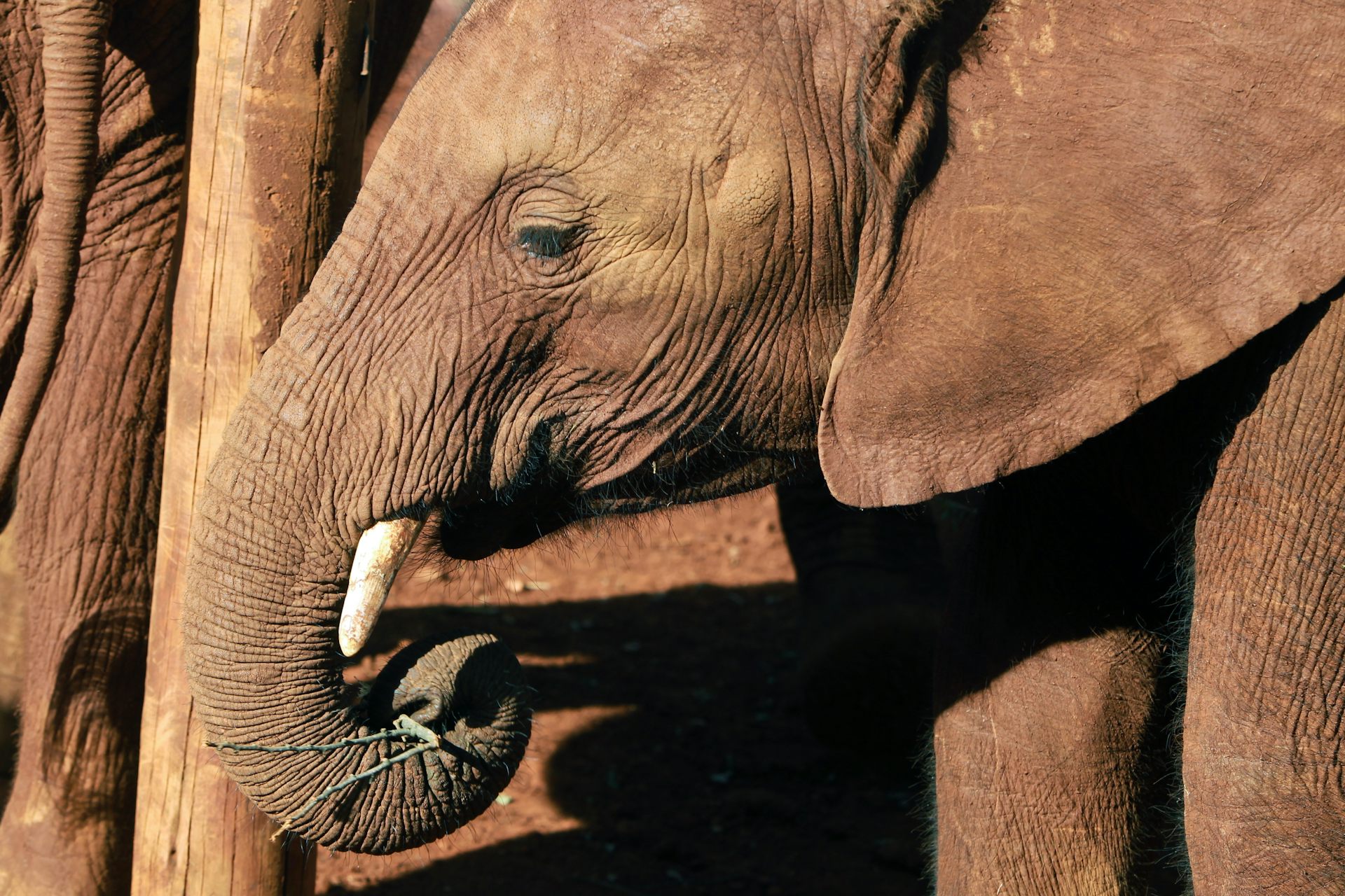 Ivory And Saving Elephants: How Corruption Is Undermining Every Aspect ...