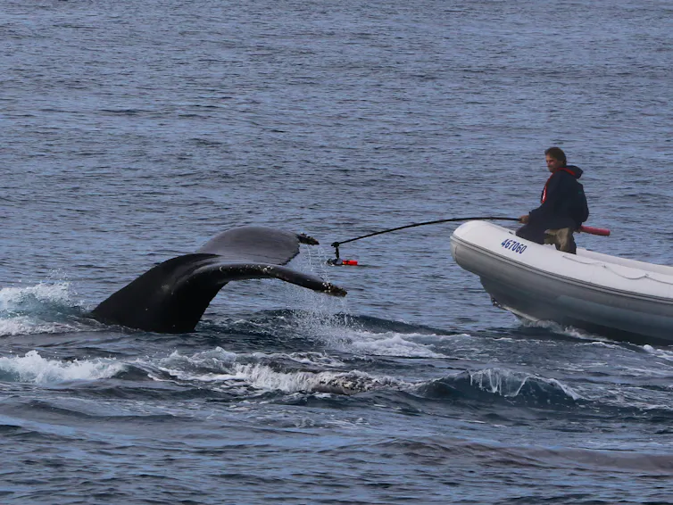 A researcher gets up and close with a whale, while sitting on a boat in the ocean.