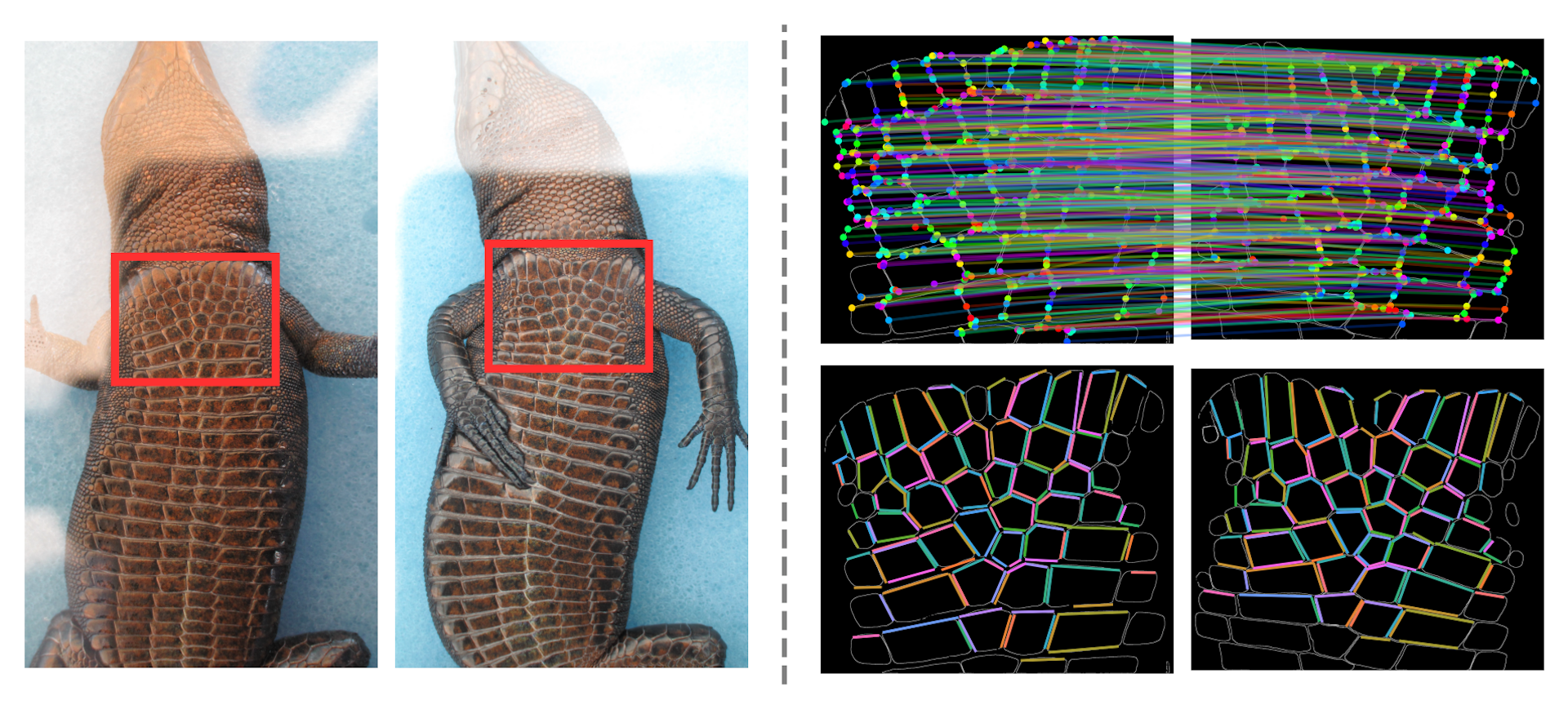 Investigadores de Mallorca desarrollan ReMatch, una herramienta de IA para identificar especies en peligro de extinción