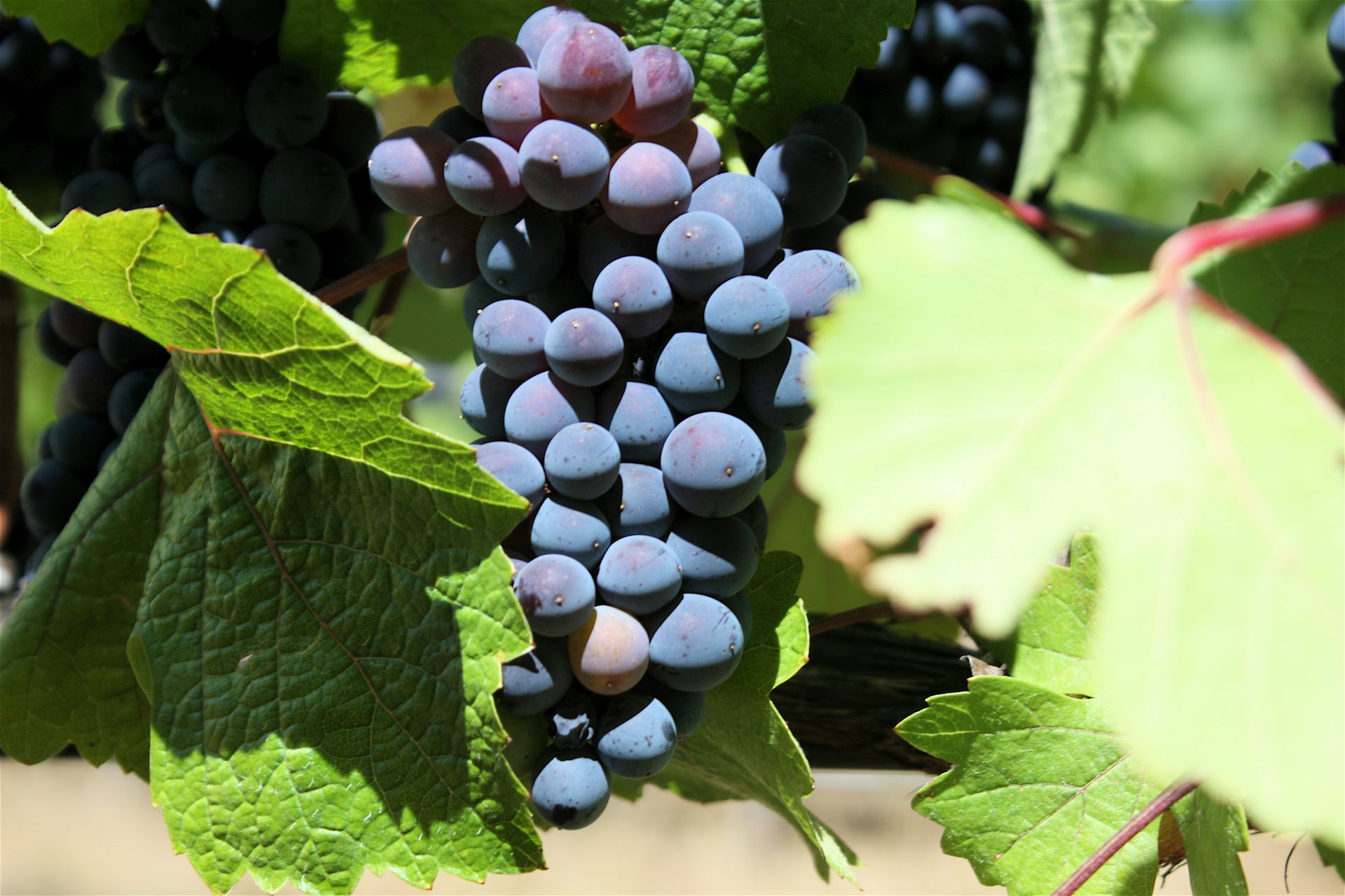 Revealed why your Pinot noir is actually a Pinot blanc or was