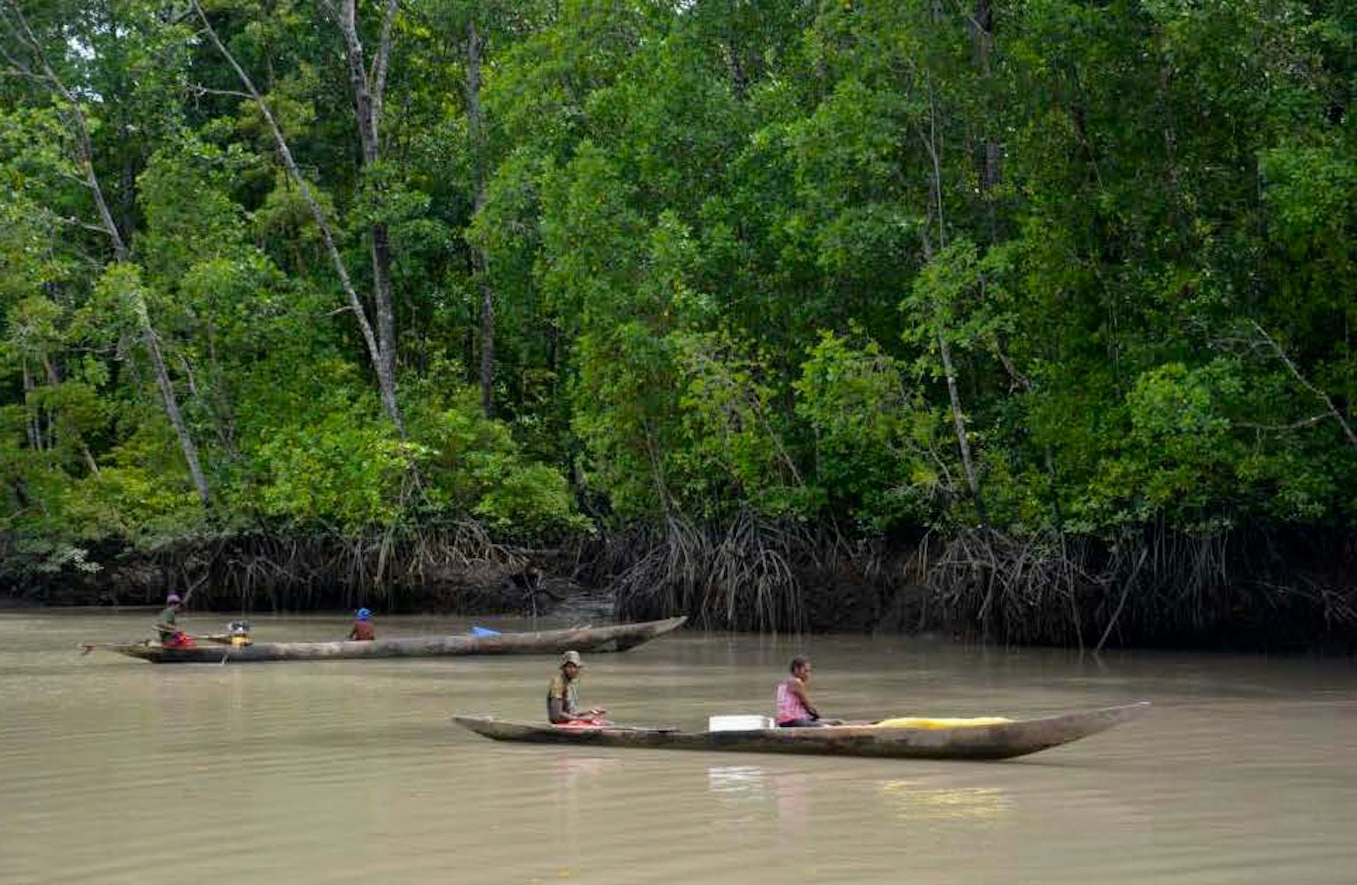 Tiga Foto Mangrove dari Indonesia Raih Penghargaan Dunia