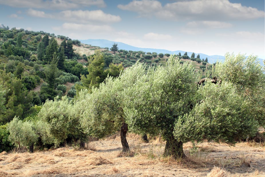 Old olive trees, Millennial Olive trees