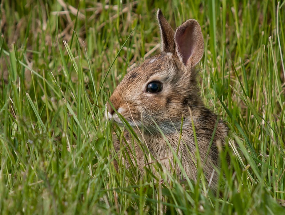 Climate change threatens more than two-thirds of rabbit species