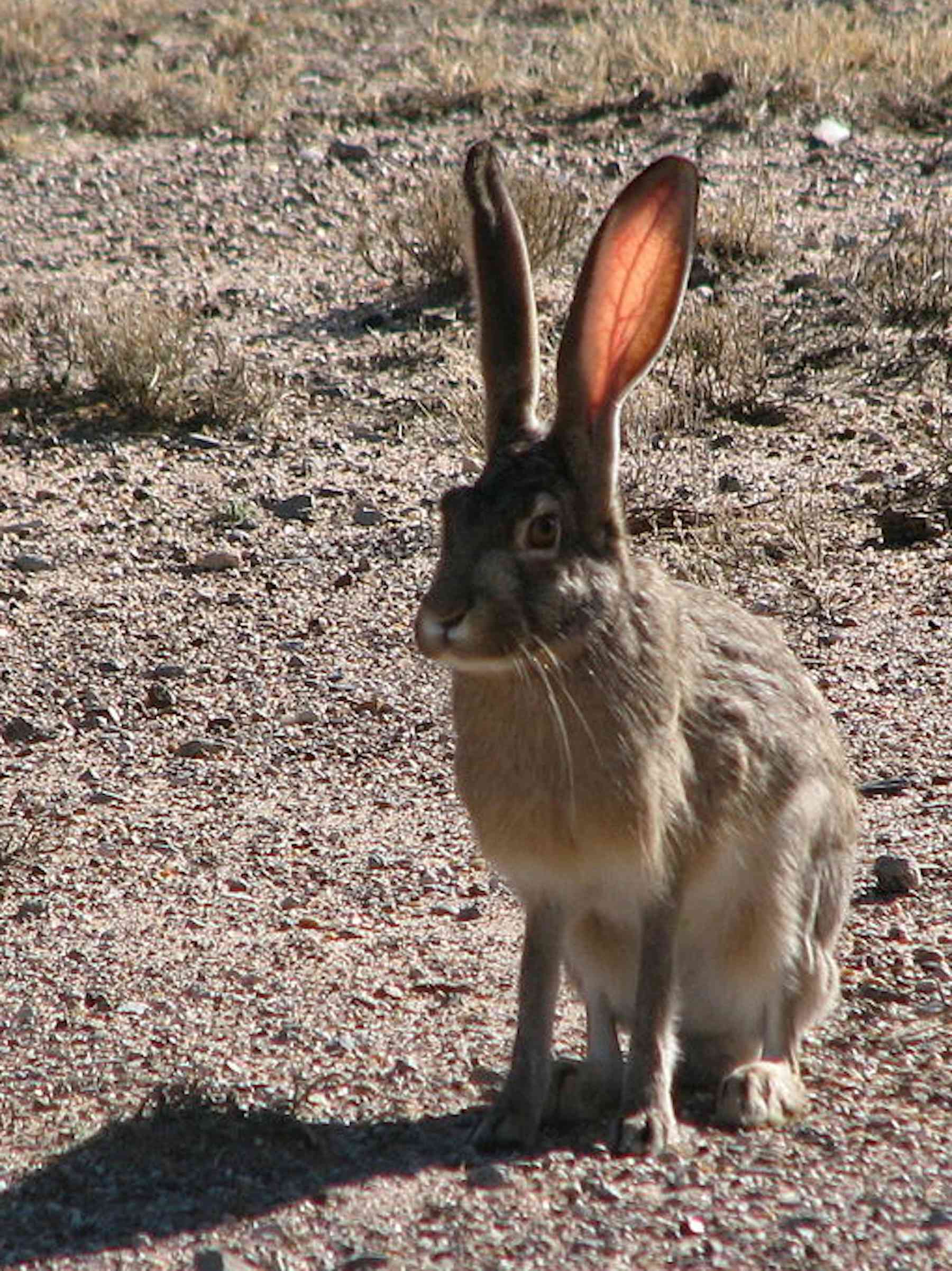 Climate change threatens more than two-thirds of rabbit species