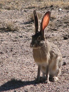 Climate change threatens more than two-thirds of rabbit species Climate change threatens more than two-thirds of rabbit species