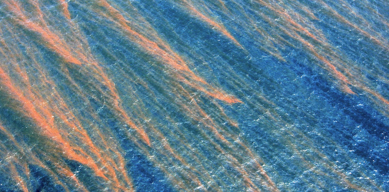 What happened to the oil from the deepwater horizon spill? ‘marine snow’ provides a clue