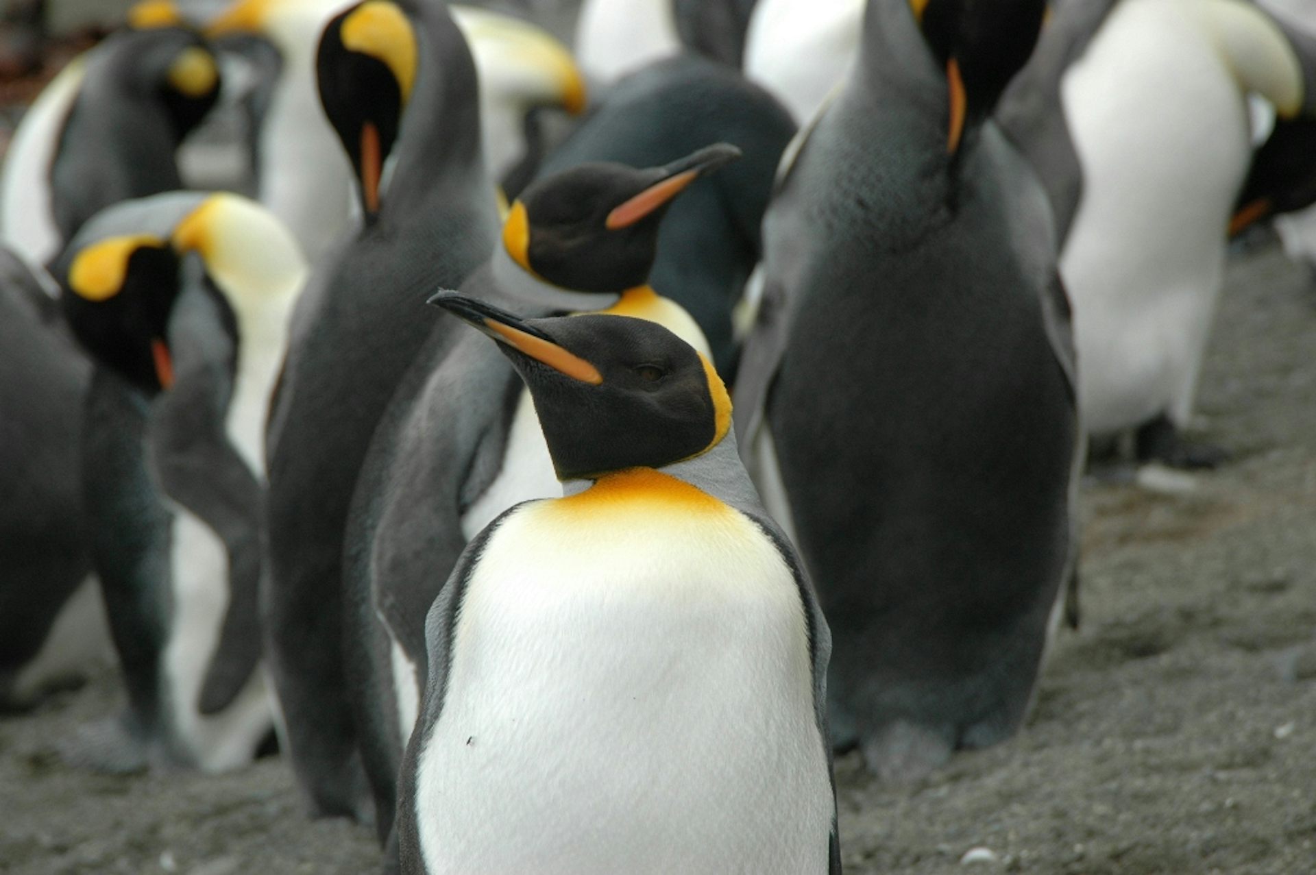 Penguin colony flourishing after being driven to brink of extinction