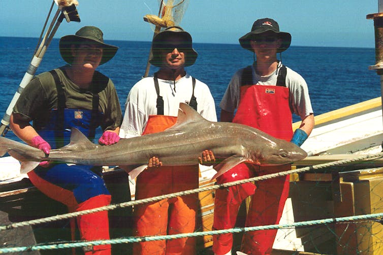 Gummy shark (Mustelus antarcticus) are relatively small sharks, and their ‘gummy’ teeth are suited to eating small crustaceans and fish on the sea floor. Terry Walker, Author provided Gummy shark (Mustelus antarcticus) are relatively small sharks, and their ‘gummy’ teeth are suited to eating small crustaceans and fish on the sea floor. Terry Walker, Author provided