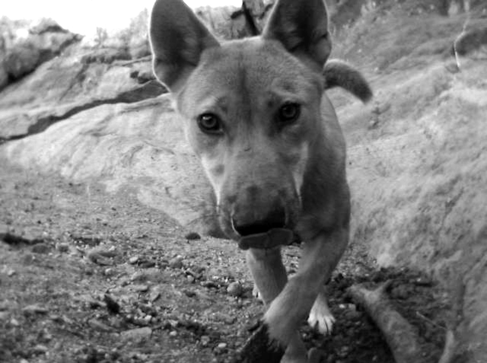 Ask the locals: a new way to tell if dingoes are native