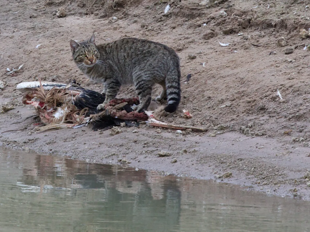 Culling Pest Animals Can Do More Harm Than Good