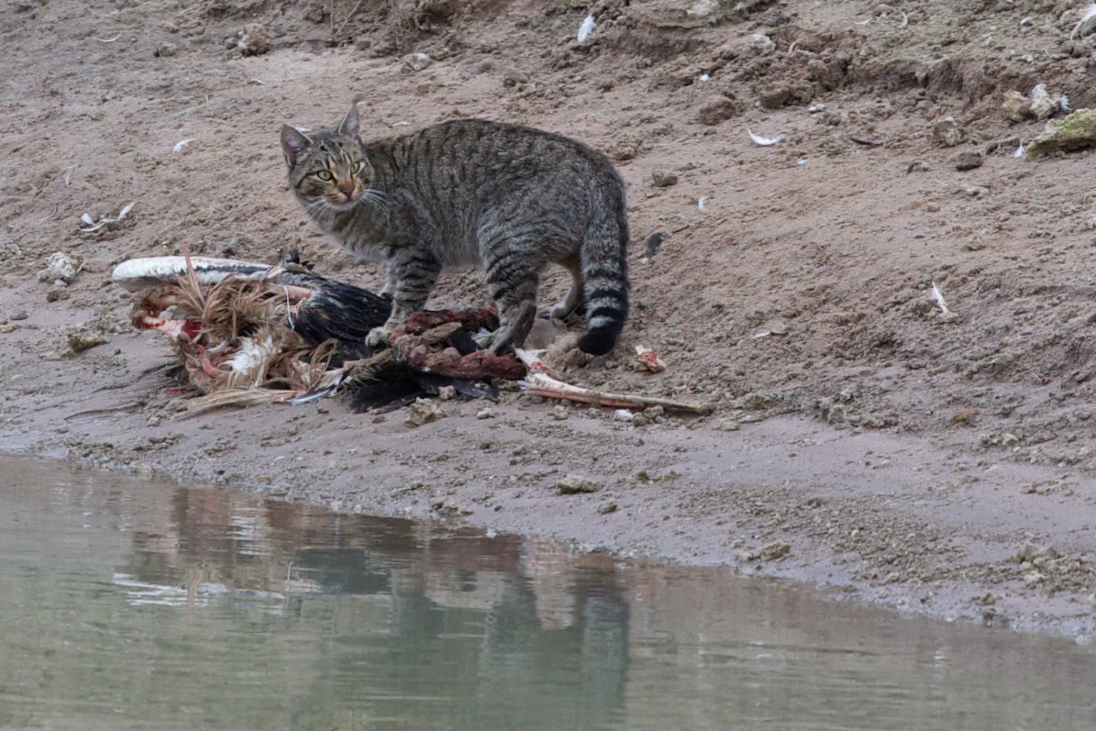 Cat Culing Culling pest animals can do more harm than good