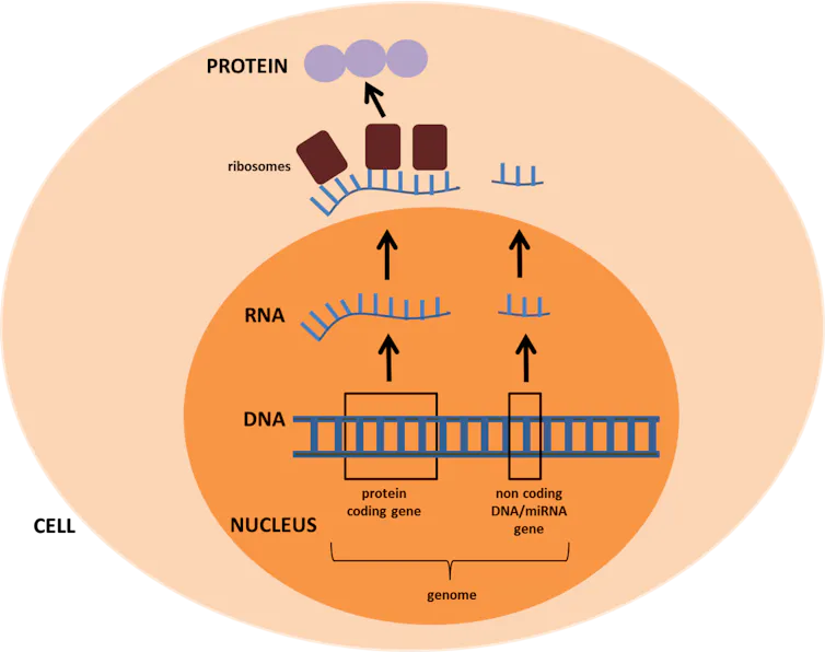Barcoding Microrna Explainer: microRNA, the puppet master of the genome