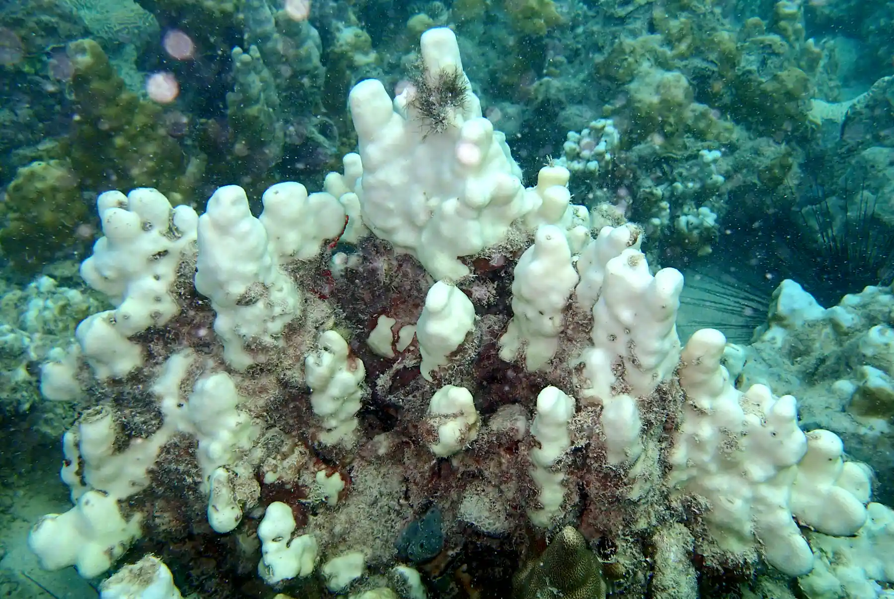 Sponge v coral: overfishing brings Caribbean reefs to the brink of a ...