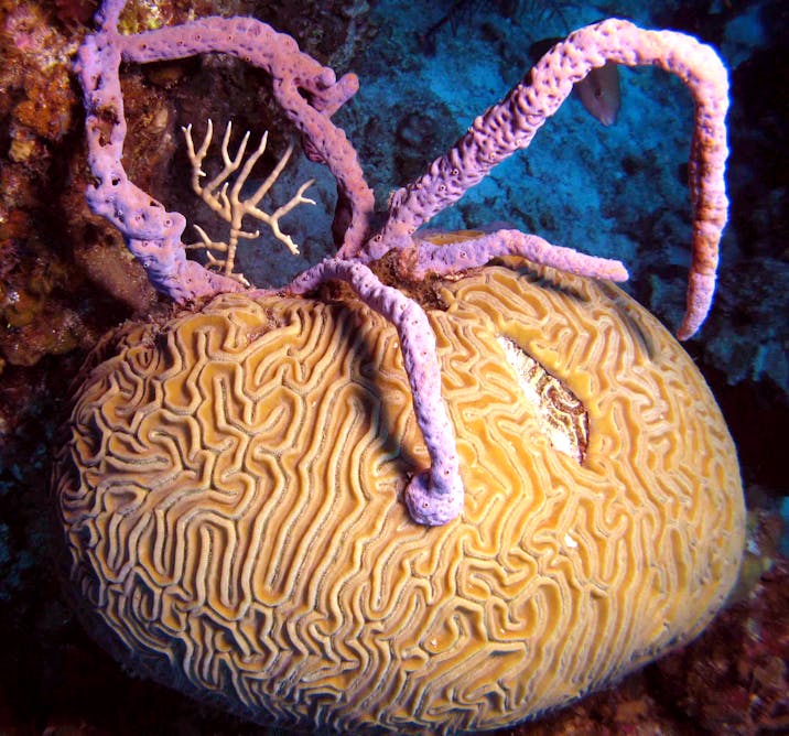 Sponge v coral: overfishing brings Caribbean reefs to the brink of