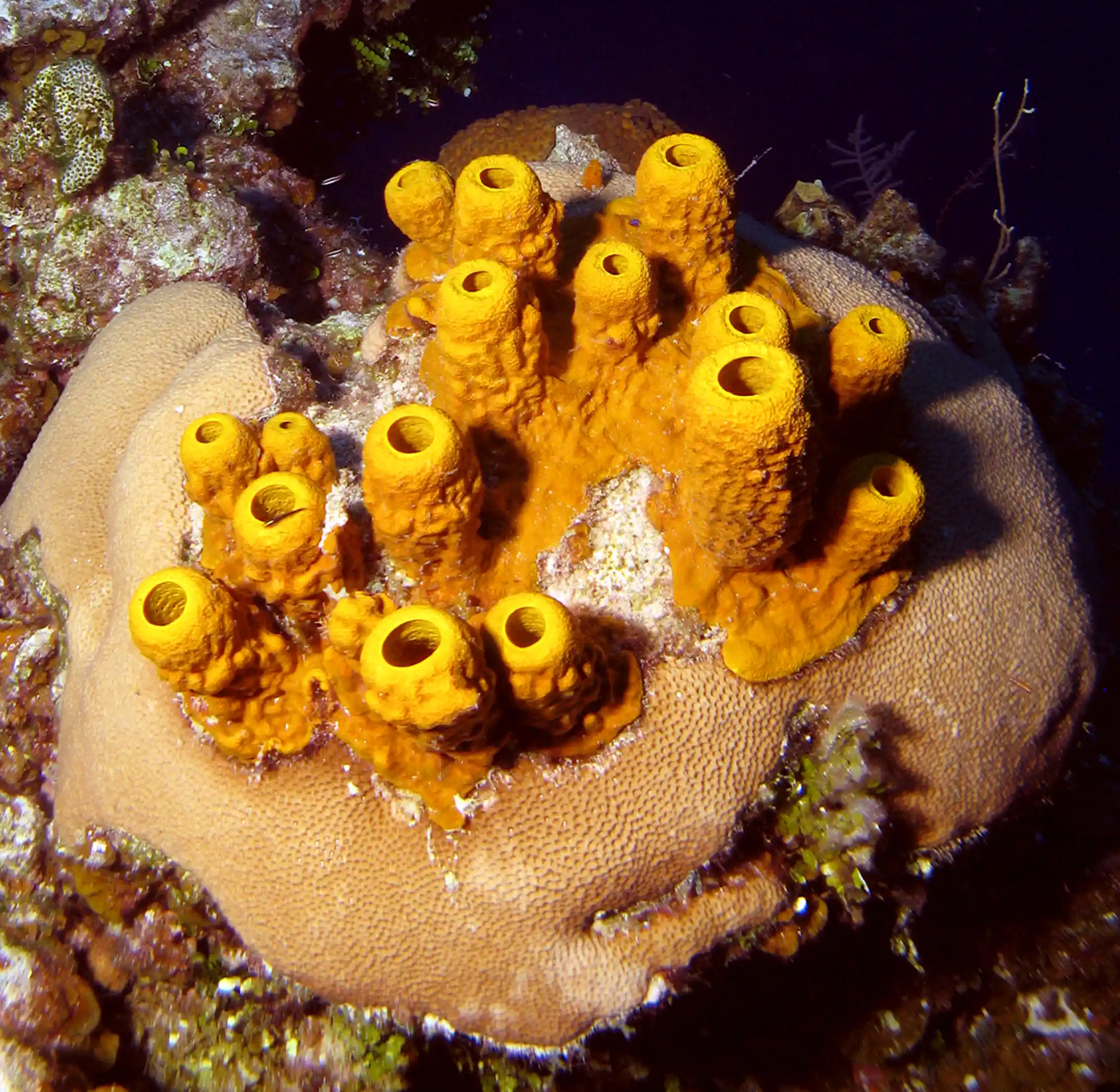 Sponge v coral: overfishing brings Caribbean reefs to the brink of a ...