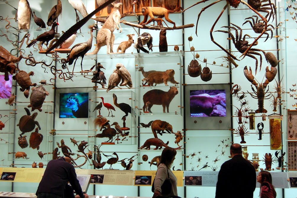 Сокращение видового разнообразия животных. Зал биоразнообразия музей Нью-Йорк. Сокращение биоразнообразия. Сохранение видов животных. Многообразие биологических видов.