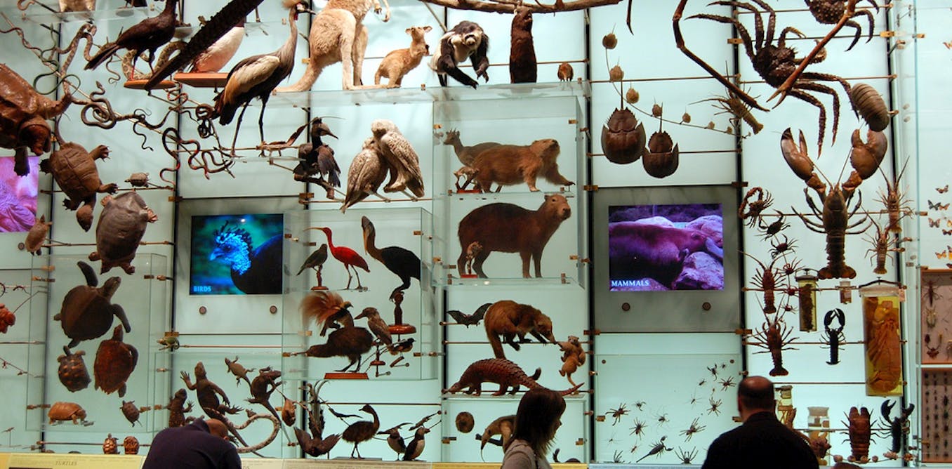 Многообразие биологических видов. Зал биоразнообразия музей Нью-Йорк. Сокращение биоразнообразия. Сокращение видового разнообразия. Сохранение видов животных.
