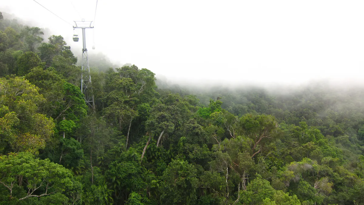 Climate Change Could Empty Wildlife From Australia S Rainforests