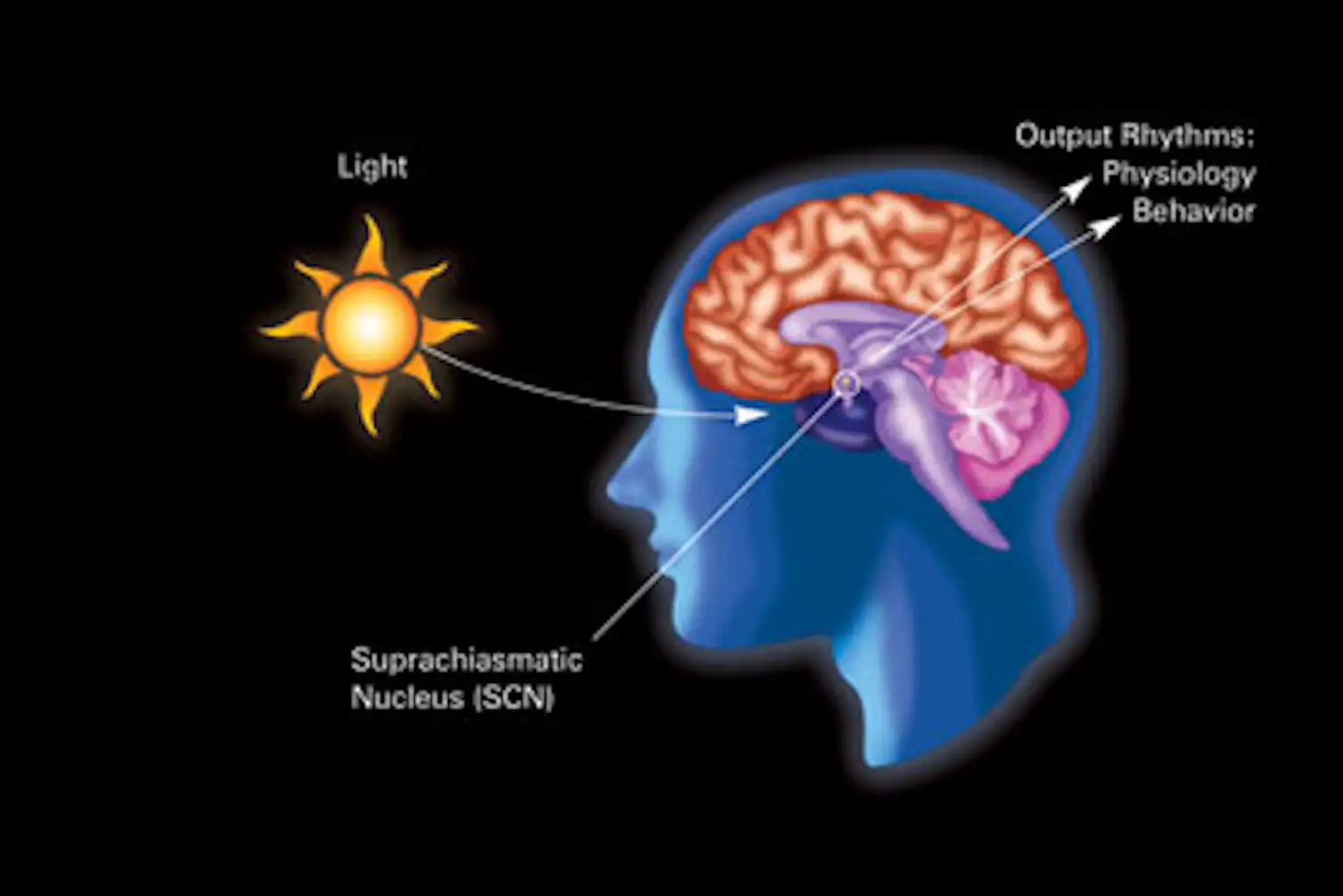 Keeping Rhythm Keeping time: how our circadian rhythms drive us