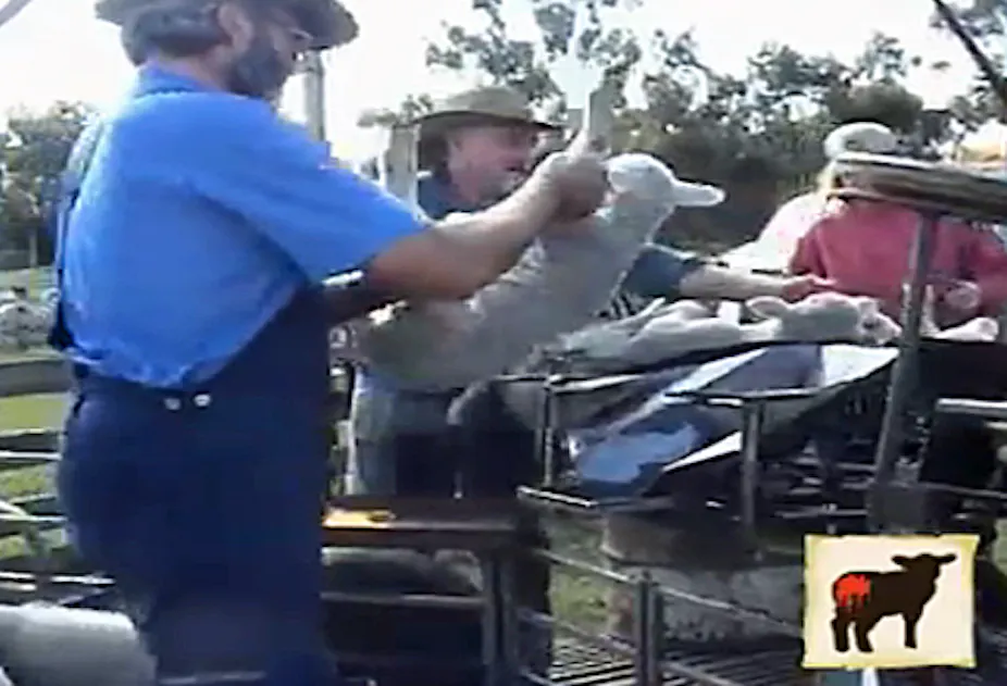 Muling Images How the wool industry has undercut itself on mulesing