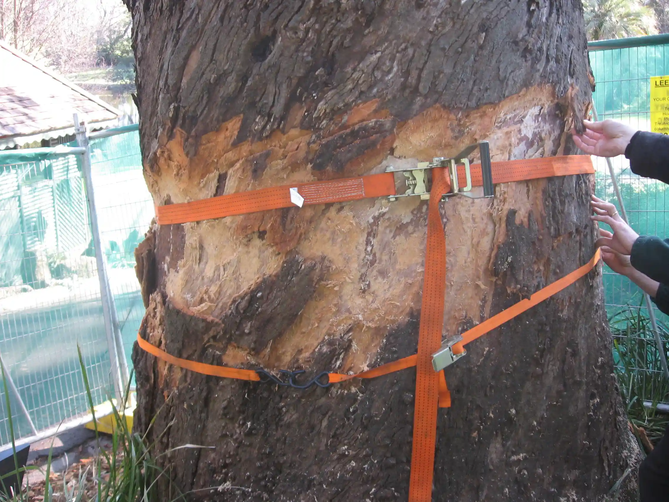Acts of arborial violence: tree vandals deprive us all