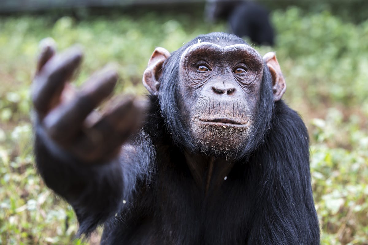 Australia Failing To Protect Non Human Primates In Research