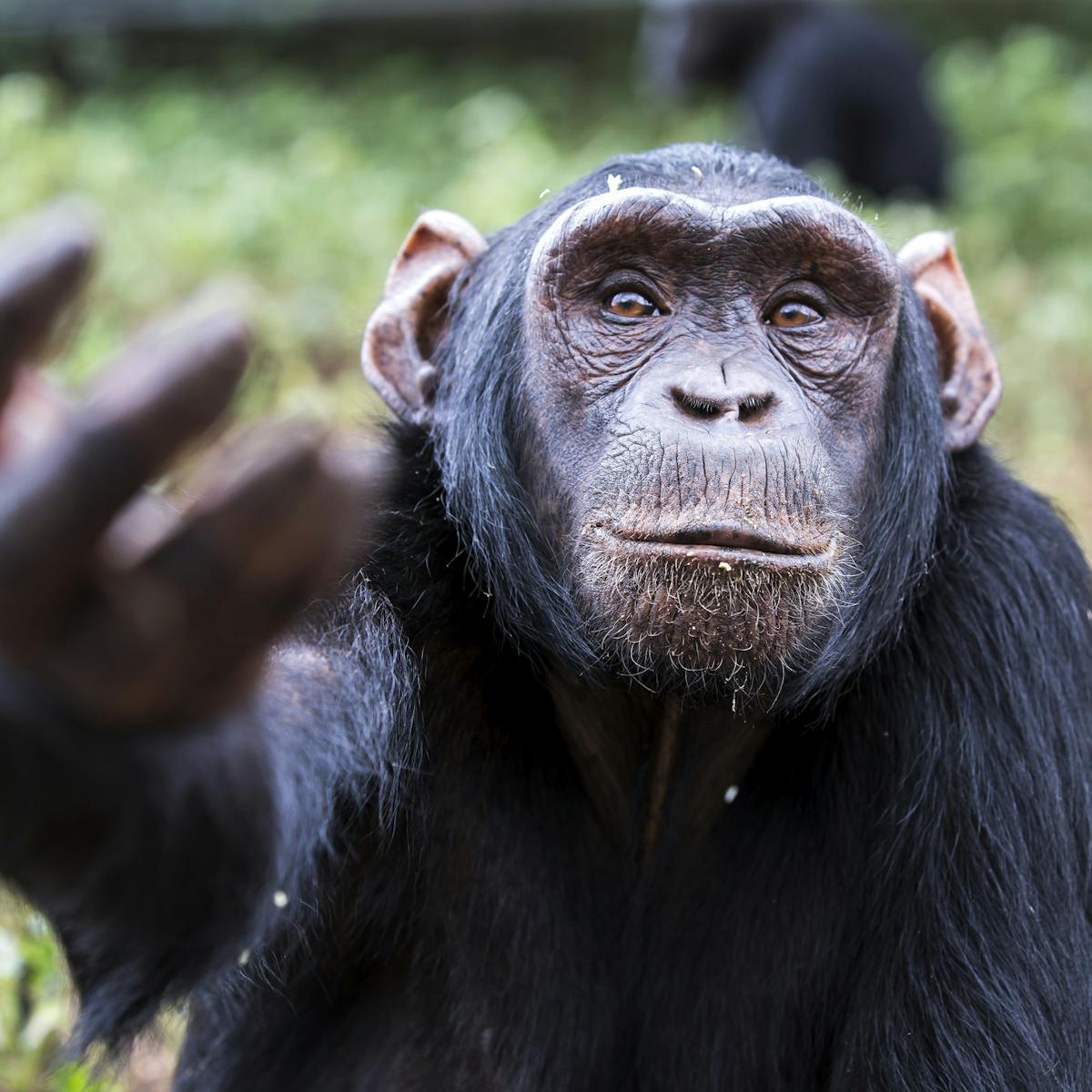 Australia Failing To Protect Non Human Primates In Research Australia Failing To Protect Non Human Primates In Research