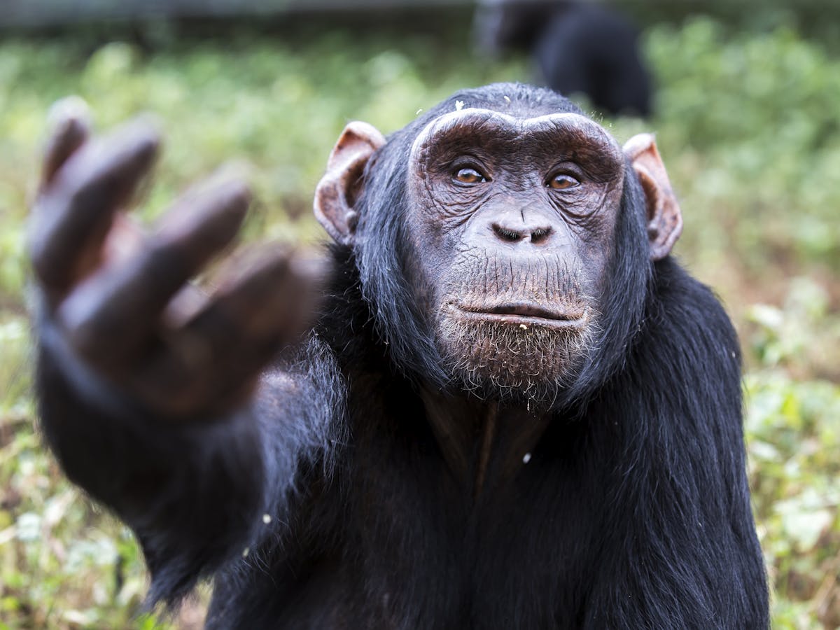 Australia Failing To Protect Non Human Primates In Research Australia Failing To Protect Non Human Primates In Research