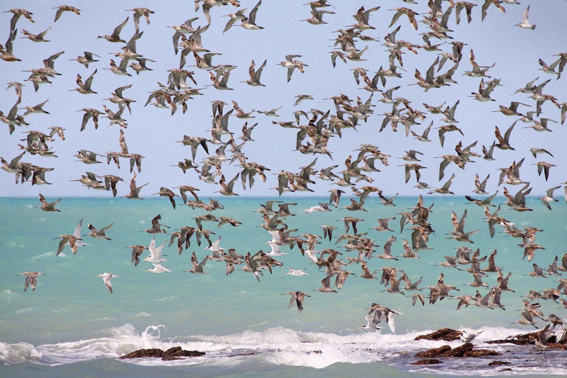 We need to get smarter to save shorebirds from rising seas