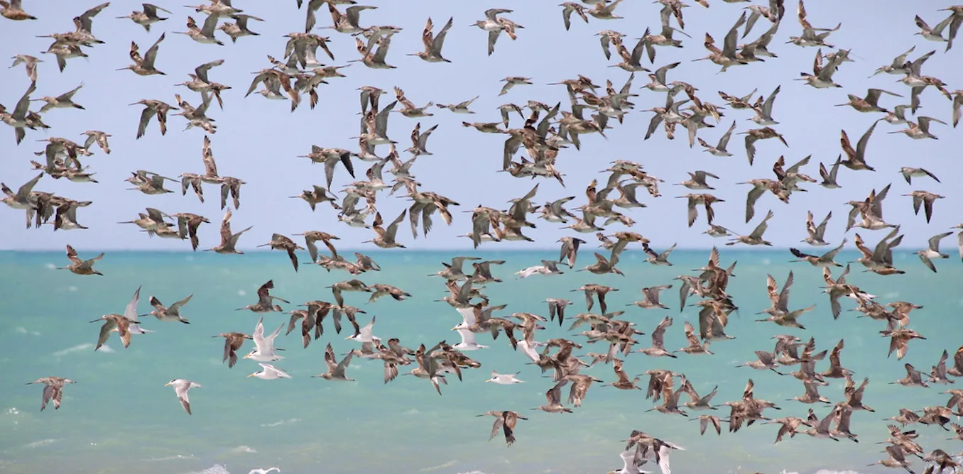 We need to get smarter to save shorebirds from rising seas