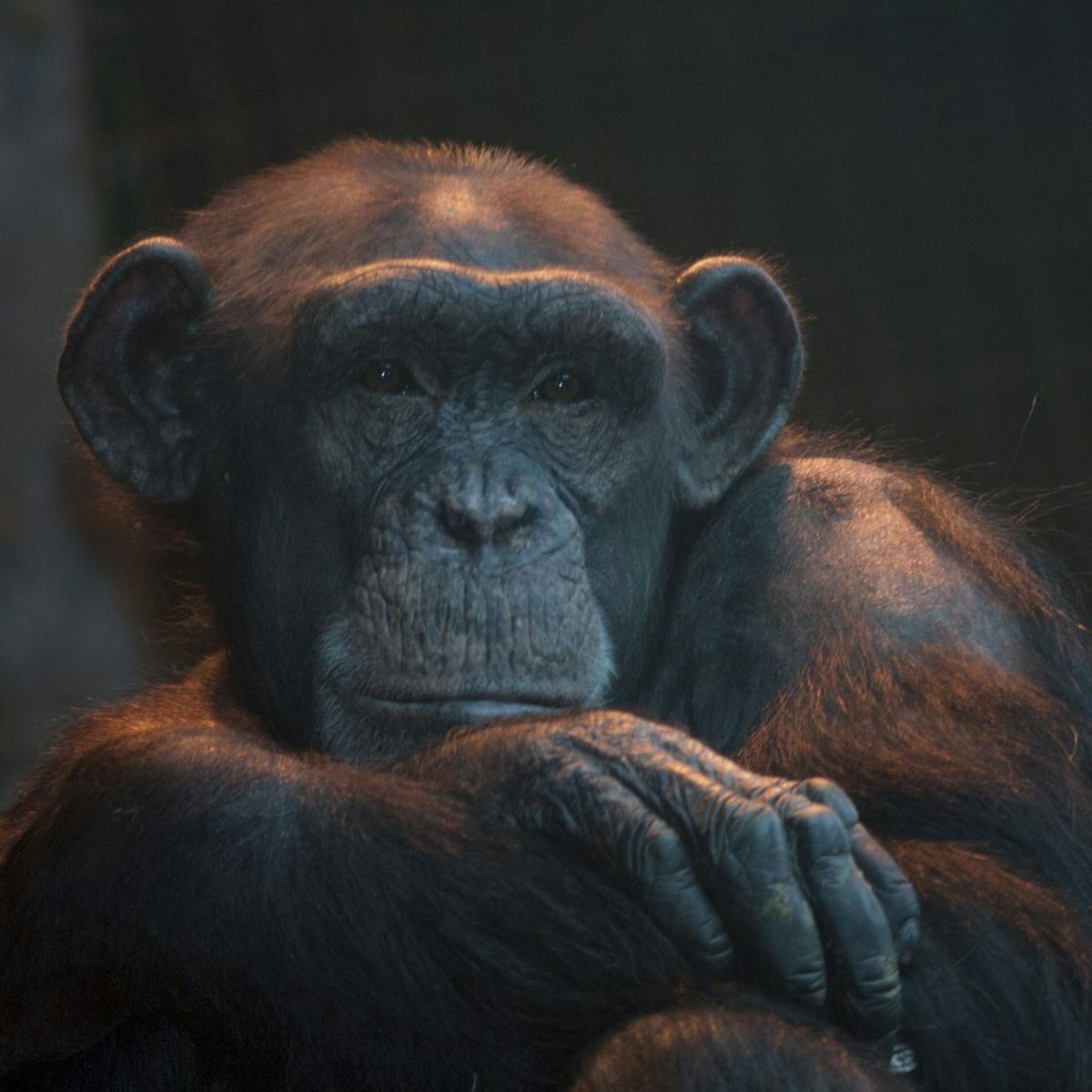 Climbing the tree: the case for chimpanzee 'personhood'