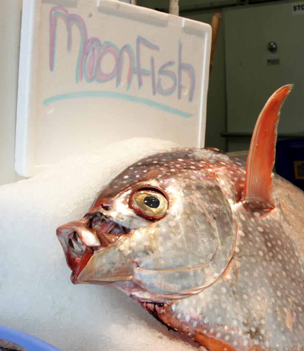 Revealed: first warm-blooded fish (and we've been eating it for years) Revealed: first warm-blooded fish (and we've been eating it for years)